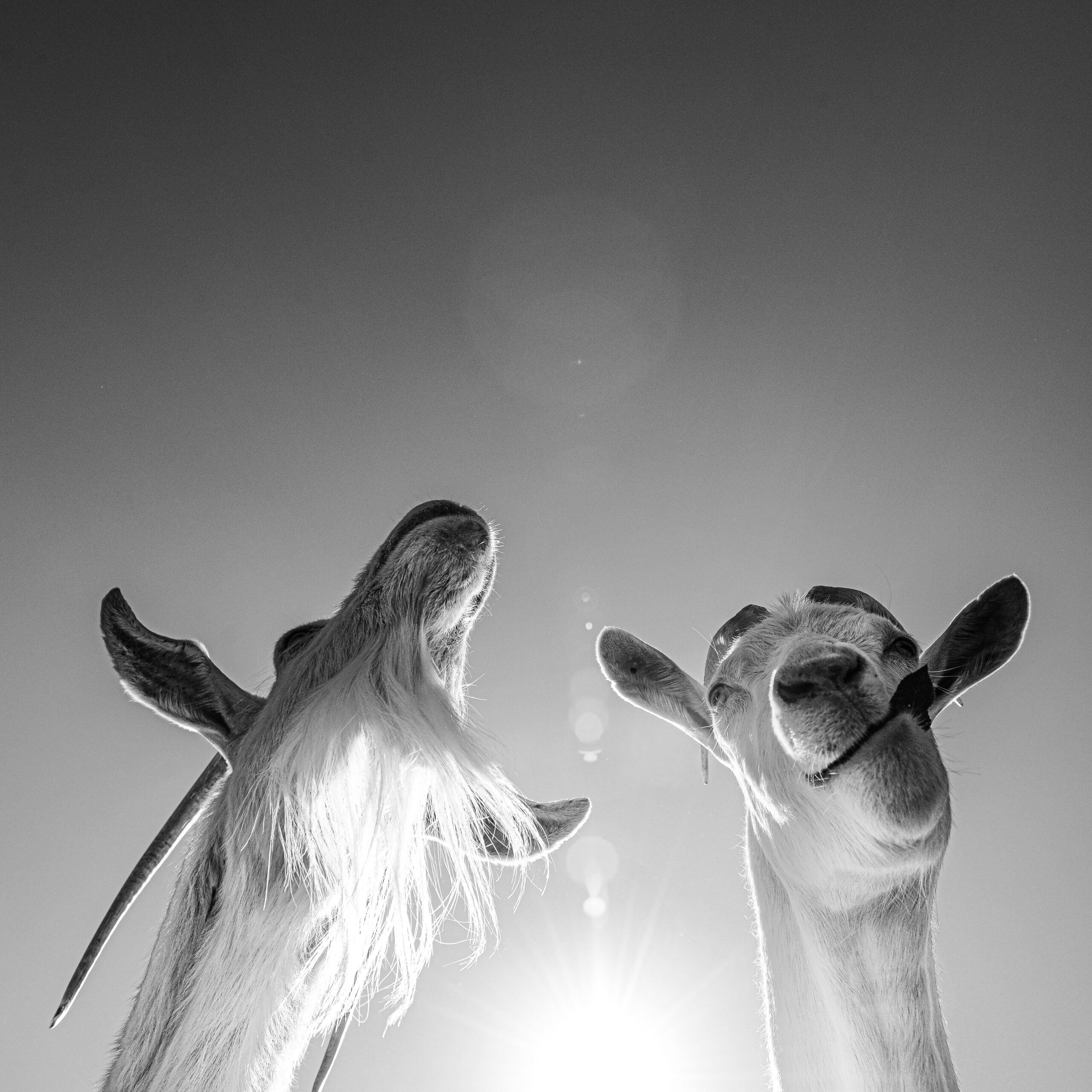 Eating leaves from the apple tree. Farm Sanctuary, USA, 2013.